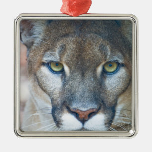 Poema, bergleeuw, Floridapanter, Puma Metalen Ornament