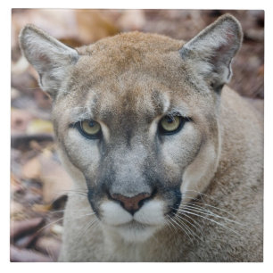 Poema, bergleeuw, Floridapanter, Puma Tegeltje