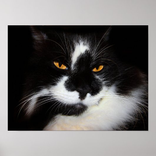 Poema Kat Poster (Voorkant)