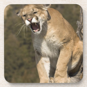 Poema of bergleeuw, poema, Puma concolor, In gevan Onderzetter