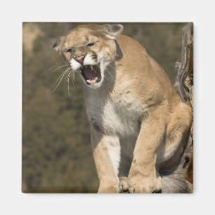 Poema of bergleeuw, puma concolor, In gevangenscha Magneet