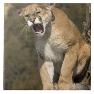 Poema of bergleeuw, puma concolor, In gevangenscha Tegeltje