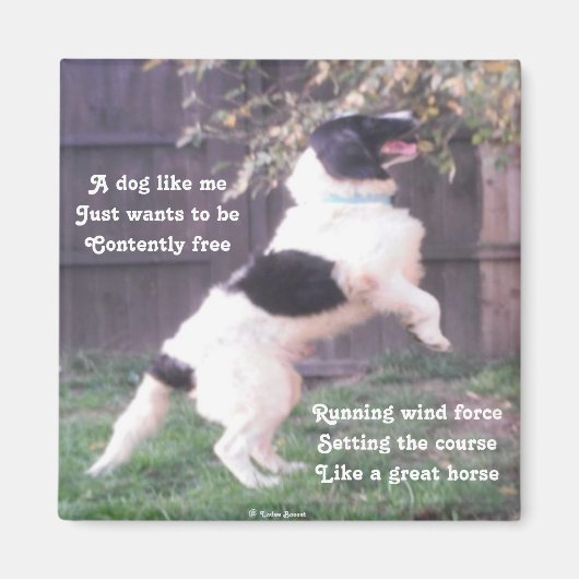 Poème De Cheval De Chien Magnet Par Ladee Basset (Devant)