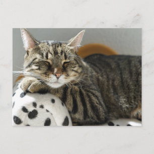POES ONTSPANT ZICH POSTkaart Feestdagenkaart