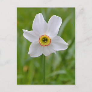 Poeticus Daffodique carte postale