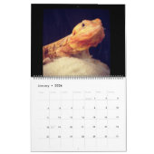 Pogona Vitticeps Calendrier Dragon Porté (Jan 2026)