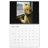 Pogona Vitticeps Calendrier Dragon Porté (Mar 2026)