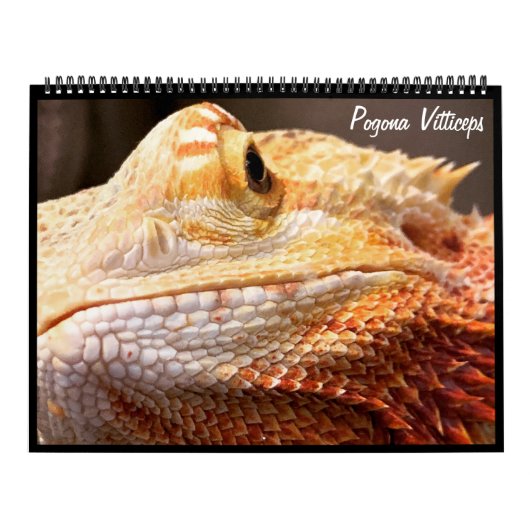 Pogona Vitticeps Calendrier Dragon Porté (Protection)