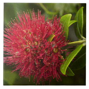 Pohutukawa Flower, Dunedin Tegeltje