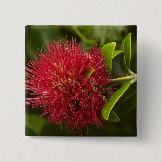 Pohutukawa Flower, Dunedin Vierkante Button 5,1 Cm (Voorkant)
