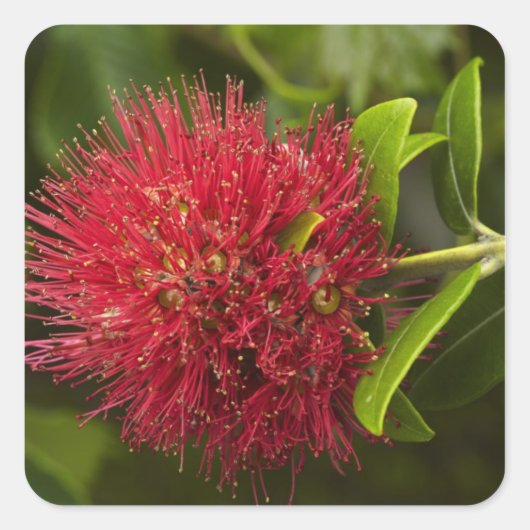 Pohutukawa Flower, Dunedin Vierkante Sticker (Voorkant)