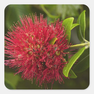 Pohutukawa Flower, Dunedin Vierkante Sticker