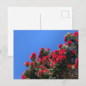 Pohutukawa Postcard 1 Briefkaart (Voorkant / Achterkant)