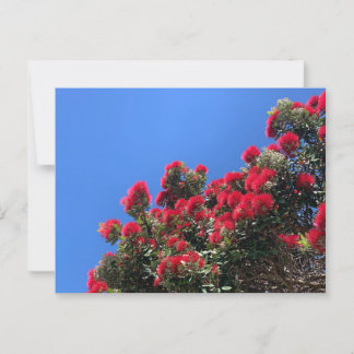 Pohutukawa Postcard 1 Briefkaart