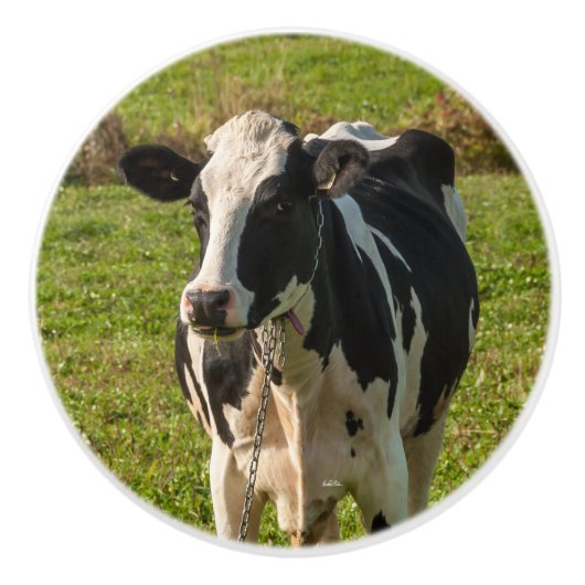Poignée de porte, photo de vache (Devant)