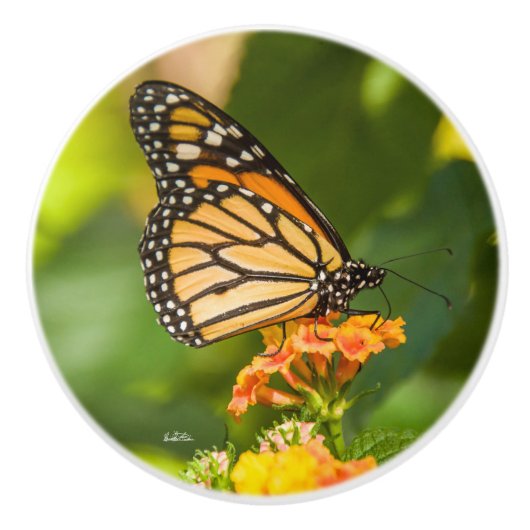 Poignée de porte photo d'un papillon (Devant)
