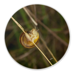 poignée de porte, photo insecte dans coquille