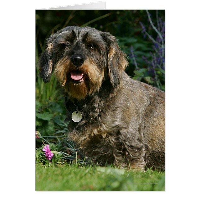 Poil à fil standard Dachshund assis (Devant)