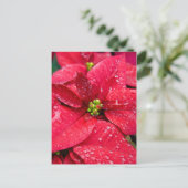 Poinsetta Closeup Briefkaart (Staand voorkant)