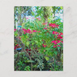 Poinsettia Backyard Briefkaart