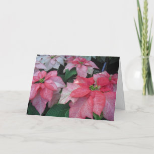 Poinsettia Bloesems Feestdagen Kaart