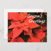 Poinsettia Bonnes Fêtes Carte postale (Devant / Derrière)
