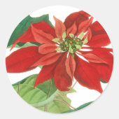  Poinsettia Botanisch Ronde Sticker (Voorkant)