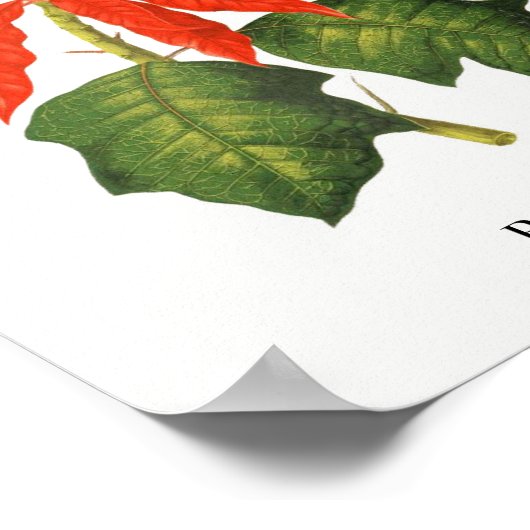 Poinsettia Botanische afdruk Poster (Hoek)