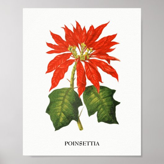 Poinsettia Botanische afdruk Poster (Voorkant)