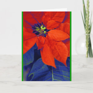 Poinsettia en blauwe bladeren feestdagen kaart