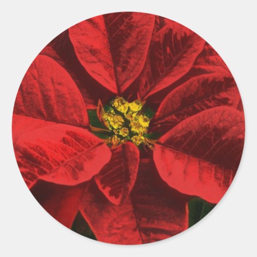 Poinsettia Kerstmis en vakantie Ronde Sticker (Voorkant)