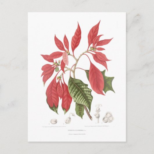 Poinsettia pulcherrima briefkaart (Voorkant)