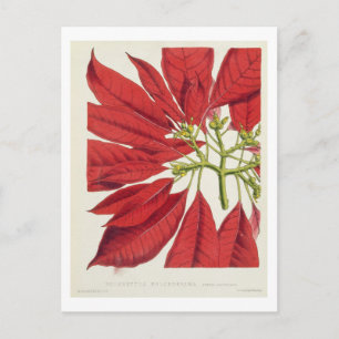Poinsettia Pulcherrima (kleurenlitho) Briefkaart