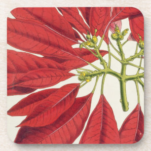 Poinsettia Pulcherrima (kleurenlitho) Drankjes Onderzetter