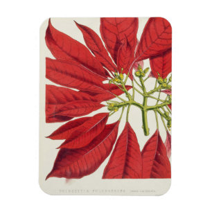 Poinsettia Pulcherrima (kleurenlitho) Magneet