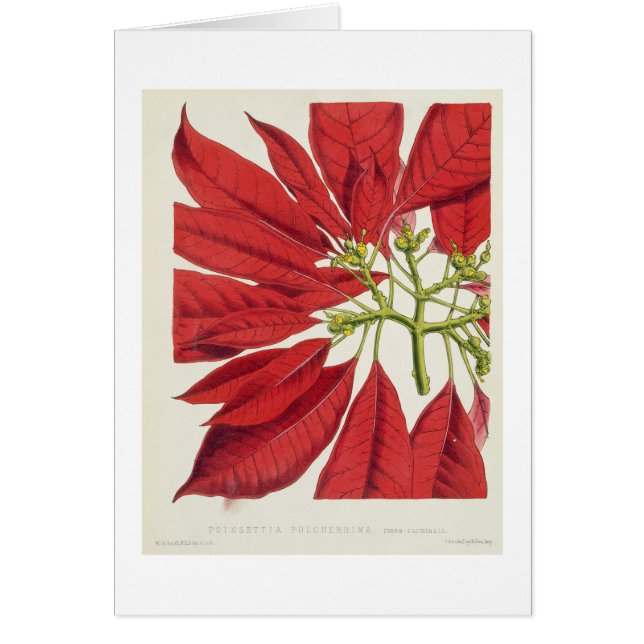 Poinsettia Pulcherrima (litho de couleur) (Devant)
