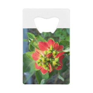 Poinsettia sauvage