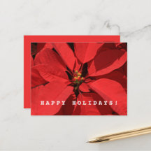 Poinsettia Vrolijk Kerstfeest Gelukkig Nieuwjaar