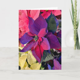 Poinsettias Magic Kaart