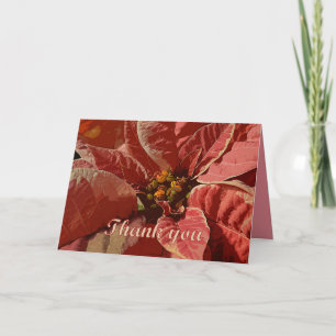 Poinsettias Merci rose et crème