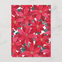 Poinsettias Winter Shelter