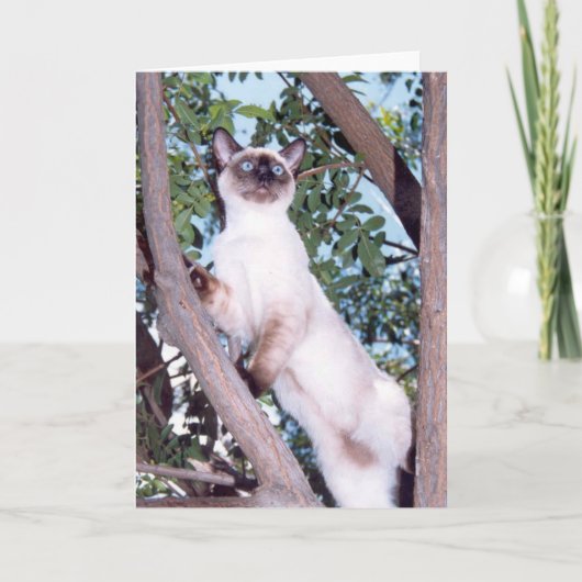 Point de phoque Carte de voeux Siamese (Devant)