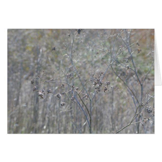 Point Reyes, Ca (Devant Horizontal)