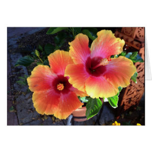 -pointe jaune Hibiscus-