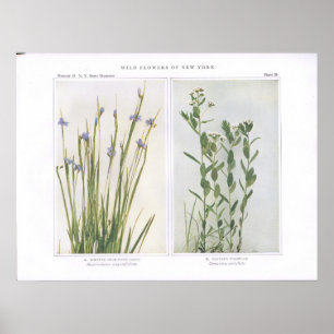 Pointed Blue-Eyed Grass & Bastard Toadflax Poster