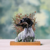 Pointer Anglais (Neutre)