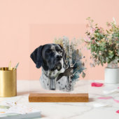 Pointer Anglais (Mariage)