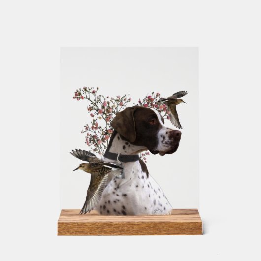 Pointer Anglais (Recto)