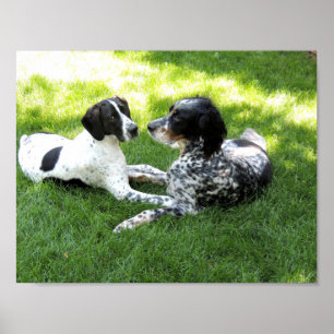 Pointer en Setter Love Poster