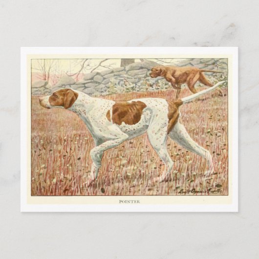 Pointer Honden Ansichtkaart Briefkaart (Voorkant)